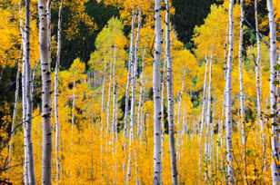 Aspen forest-1767